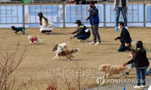 지난해 11월 14일 대전 서구 보라매공원에서 열린 '반려동물 문화축제'에서 명랑운동회 경기에 참가한 반려견들이 주인의 품으로 달려가고 있다. <연합뉴스>